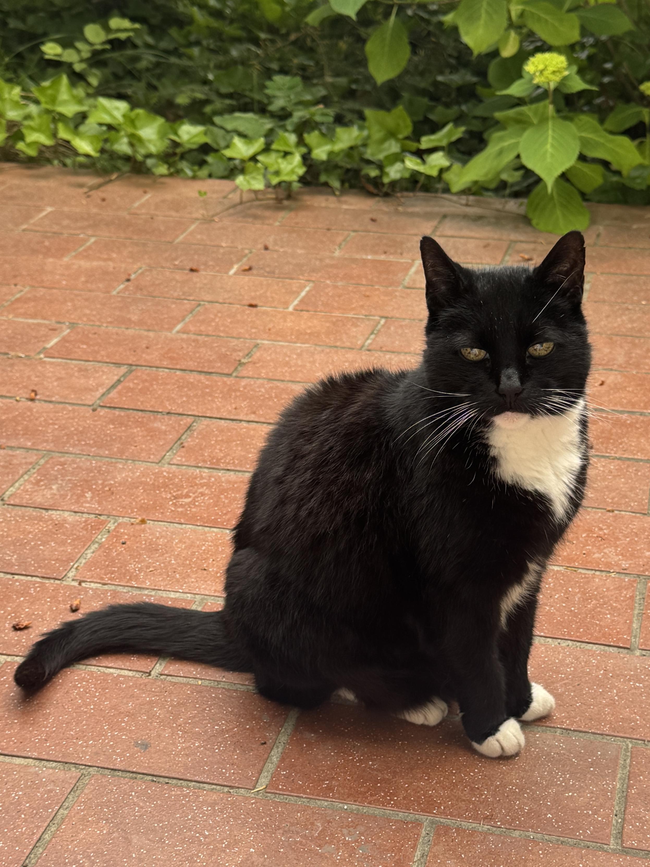 Little round tuxie sitting upright on a terracotta tiled terrace. Some greenery in the back.