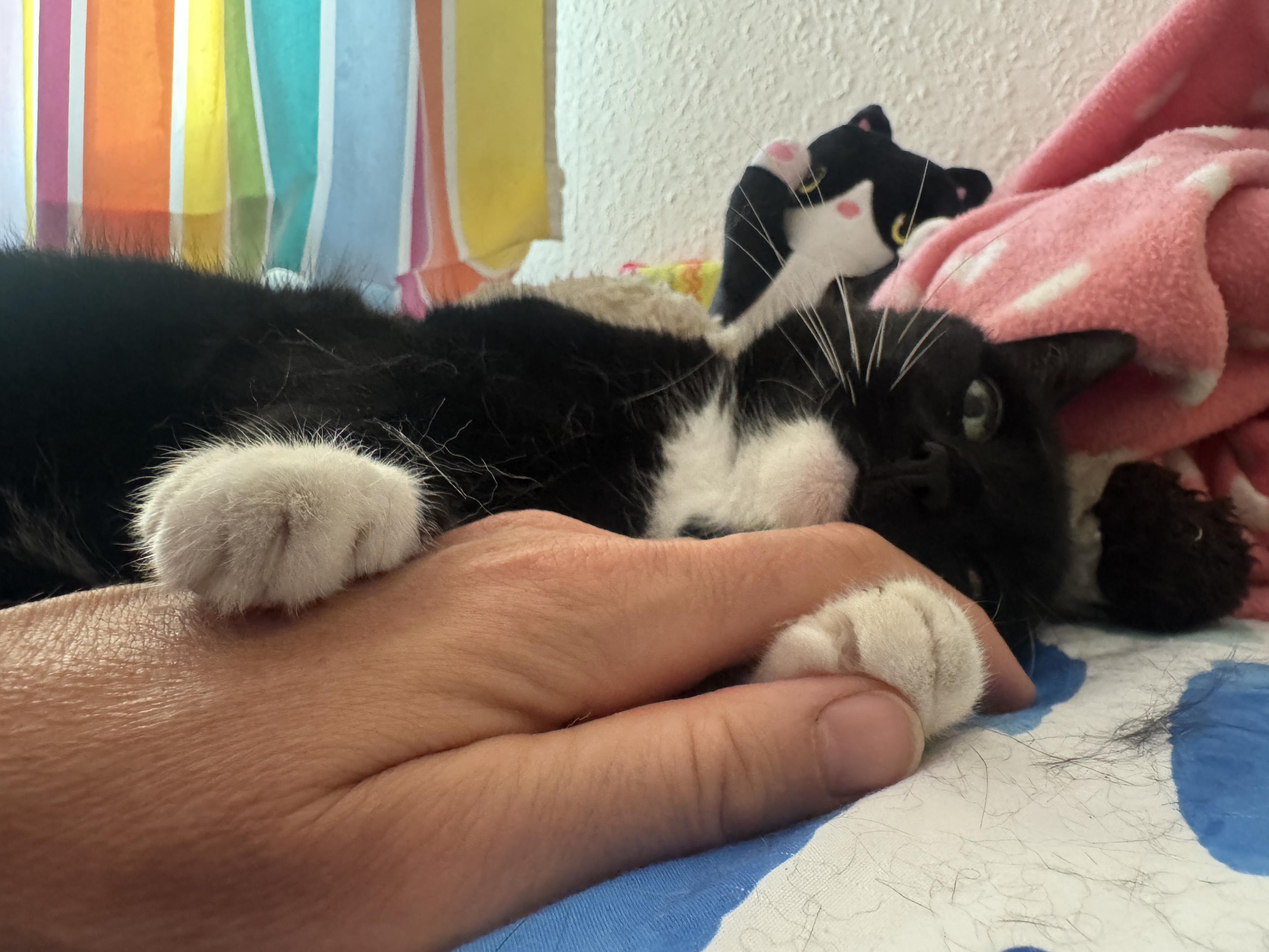 Close up of her lying on her side in my bed, her little grabby paws around my hand.