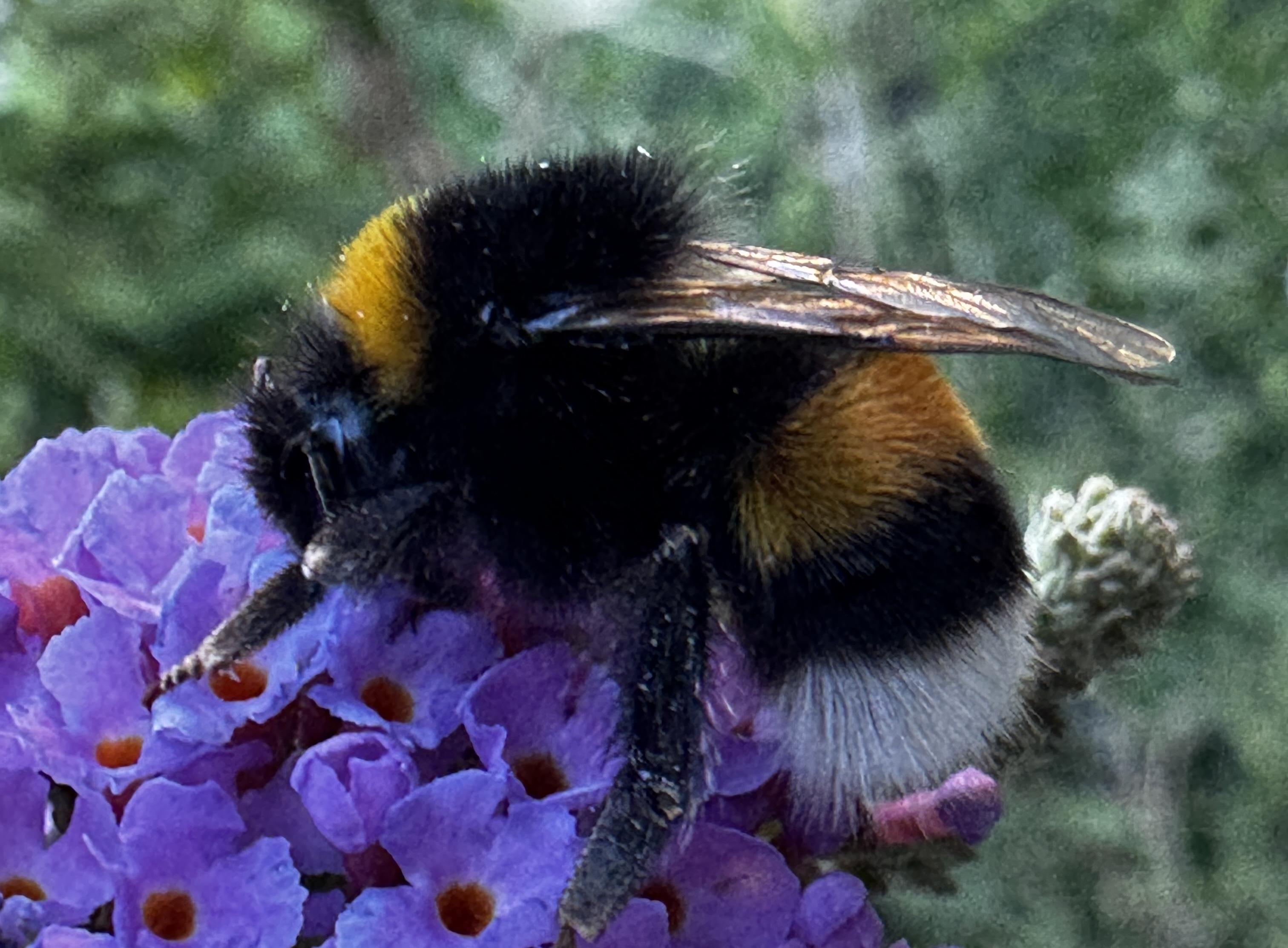 A furry bee on a purple flower I can’t identify. Its bum is white and it has two wide orange and black stripes. It’s deep into its job of collecting pollen, completely unbothered by my antics.