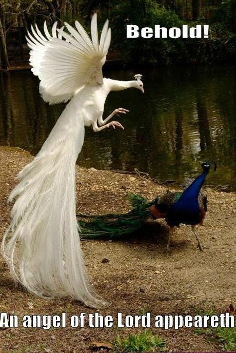 A picture of a peacock, cowering beneath an airborne albino peacock. The text reads "Behold! An angel of the Lord appeareth.