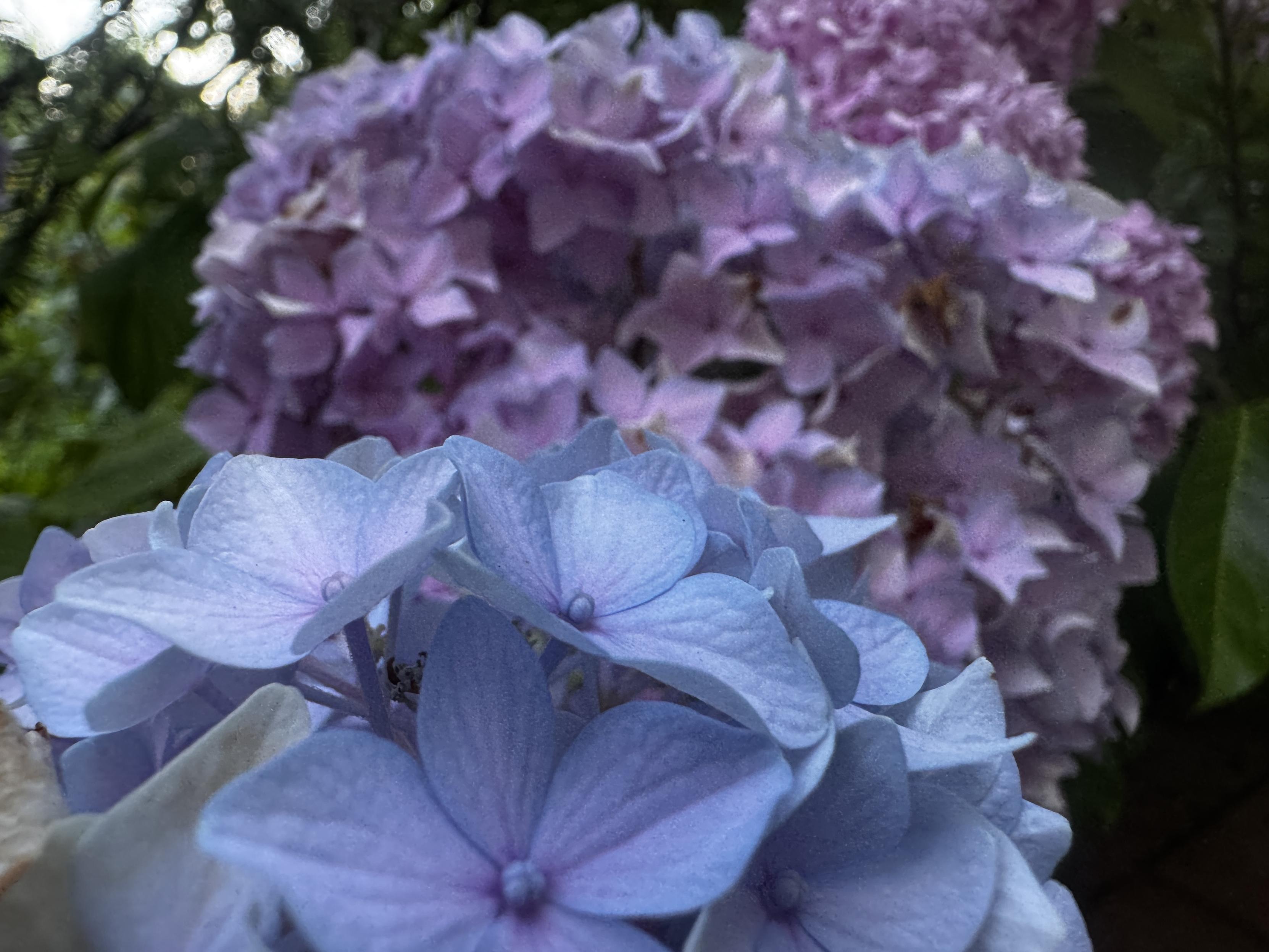 Close up of hydrangea blossoms. Bluish one in front, very close, and blurry behind it pale pink/purple.