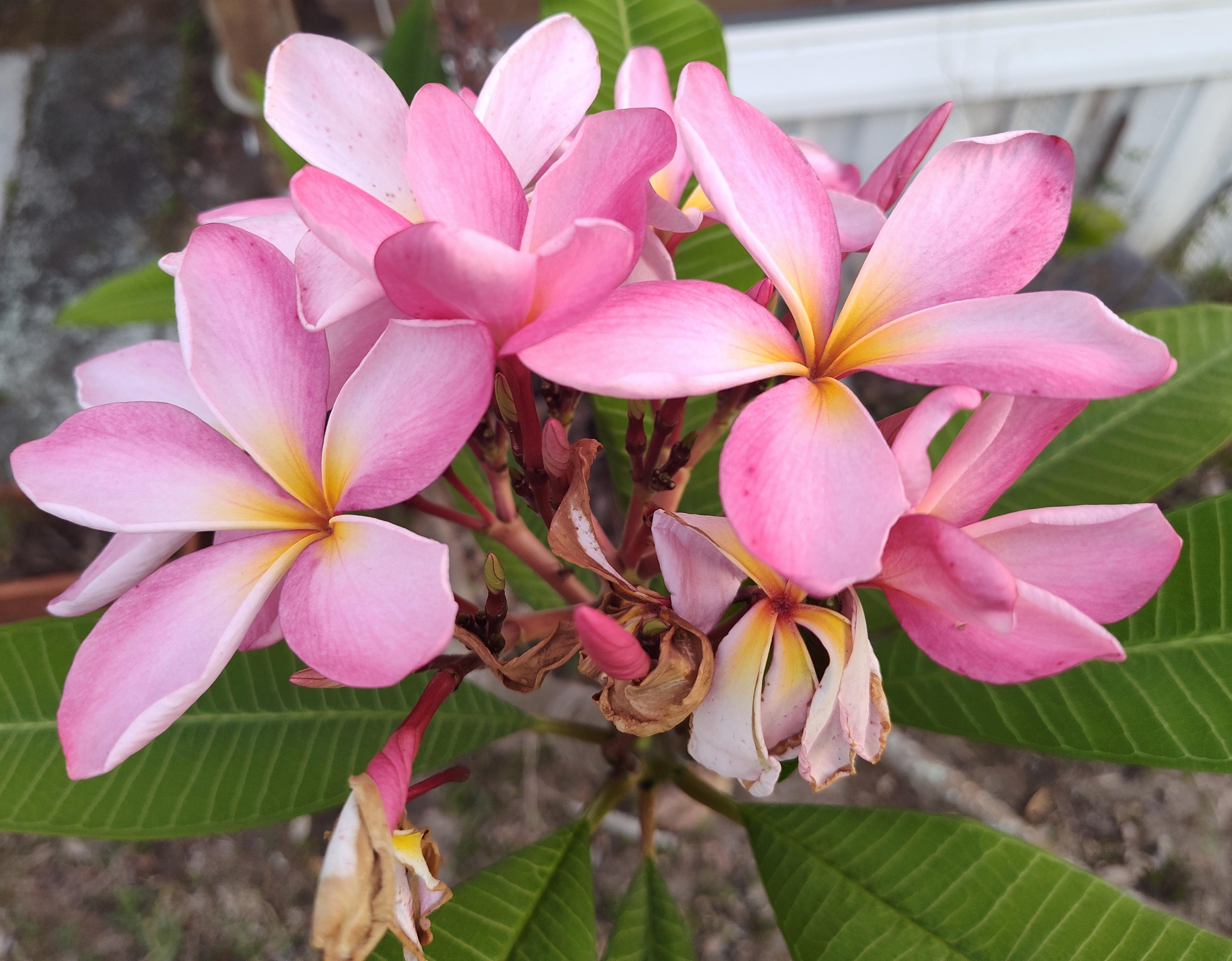 A cluster of pink plumeria flowers, with leaves behind them and the ground behind those.