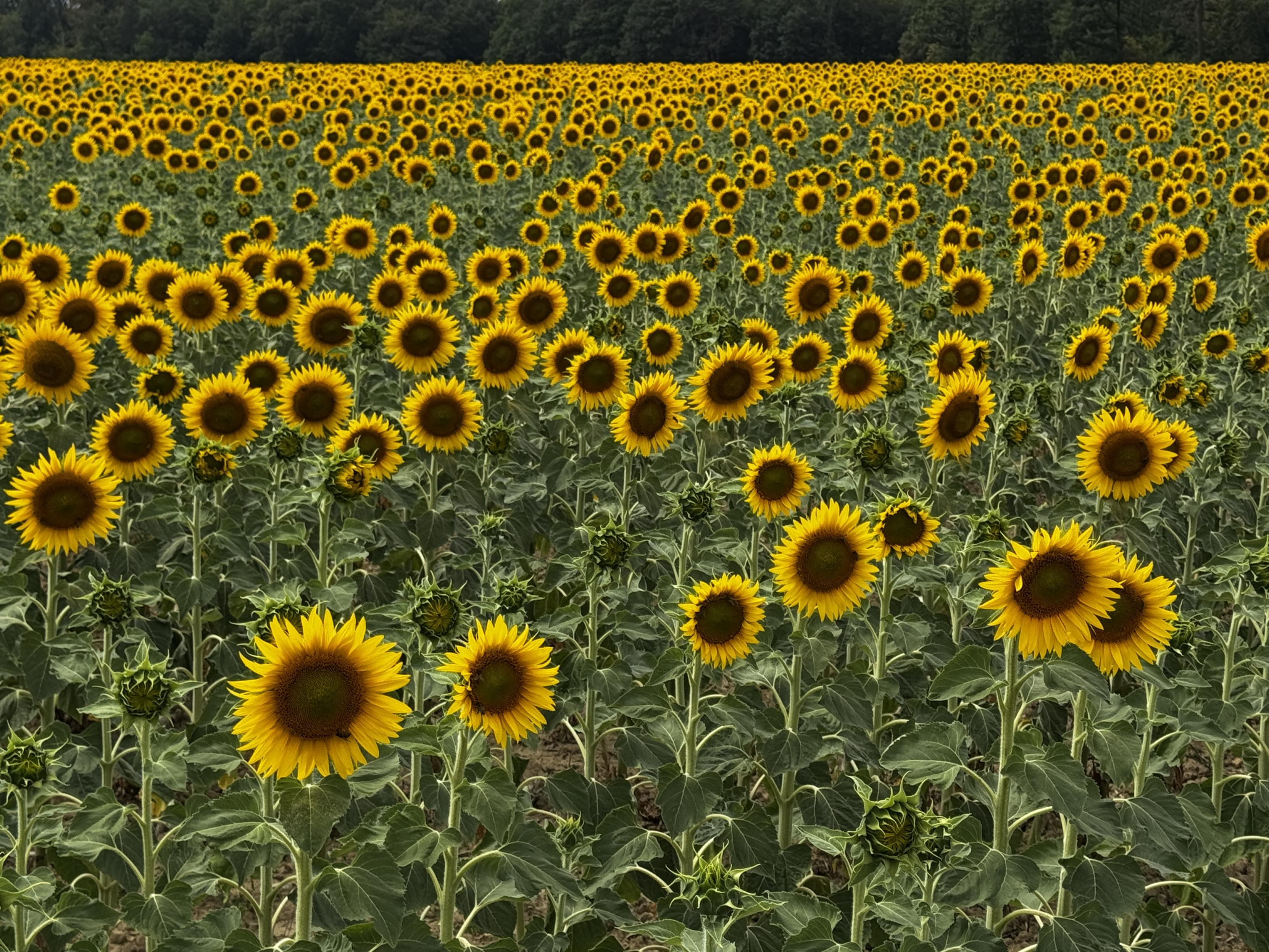 A very dense sunflower field. They are not tall but there are many! The field almost completely fills the image, there’s just a thin strip of forest at the very top.