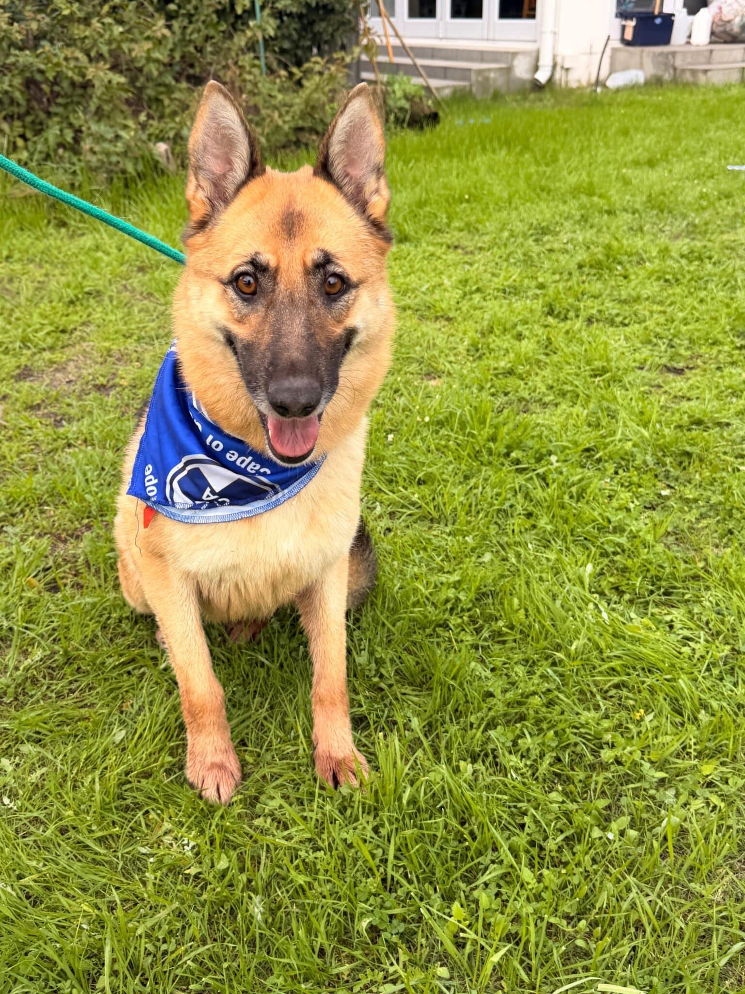 A worried looking German Shepherd wearing a blue SPCA bandana sits on grass.